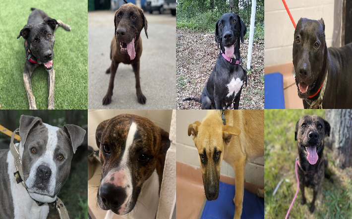 20250728pups