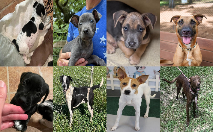 20250730pups