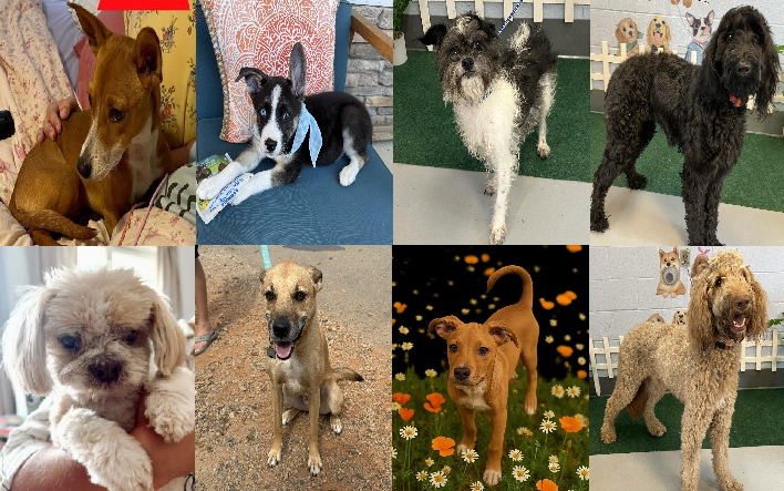 20250731pups