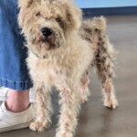 Benji