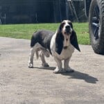 Roscoe