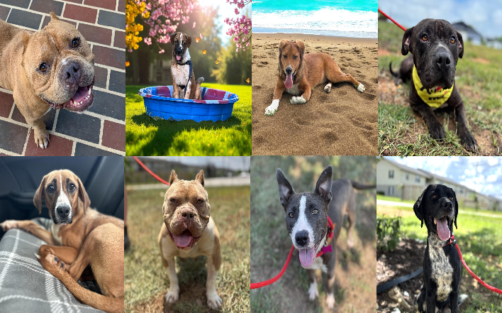 20250722pups