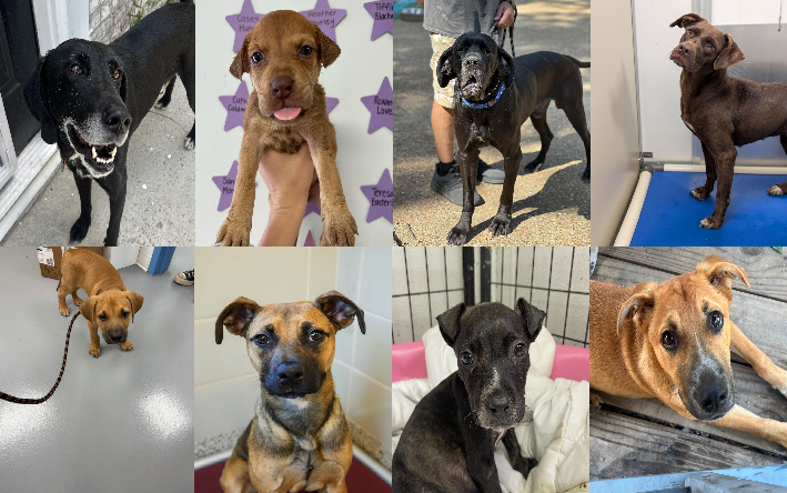 20250724pups