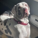 Harlee