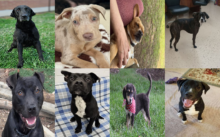 20250707pups
