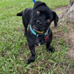 Penelope