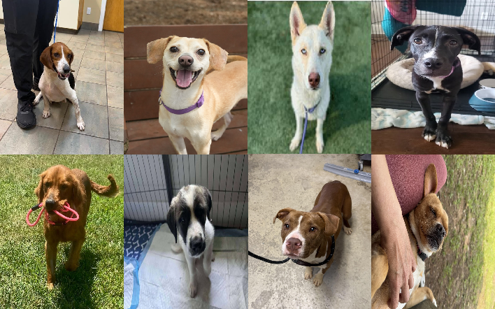 20250708pups