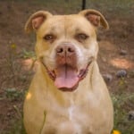 Petunia
