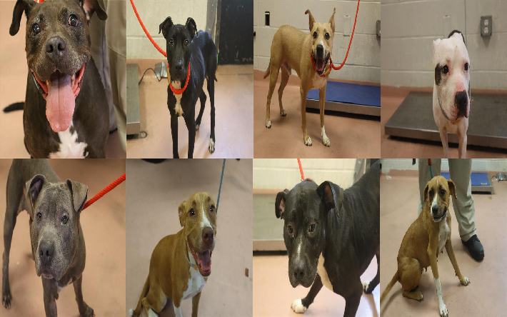 20250721pups