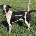 Junebug