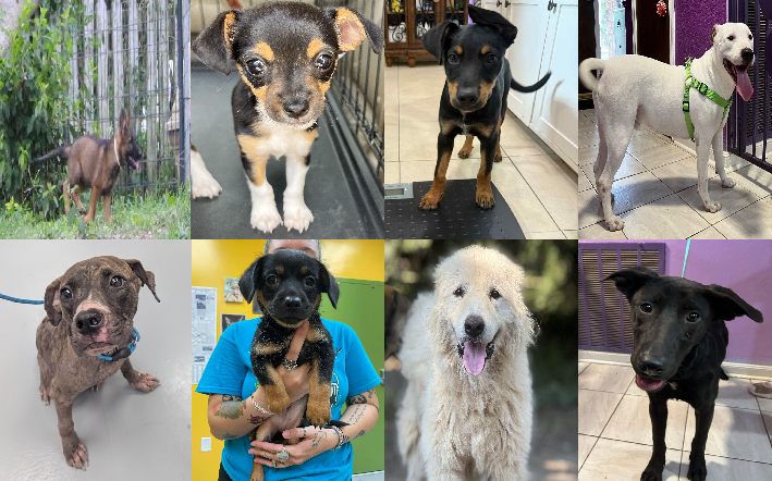 20250725pups
