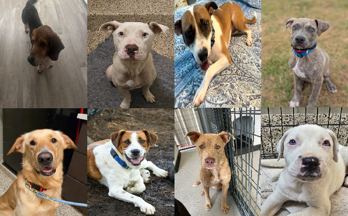 20250703pups