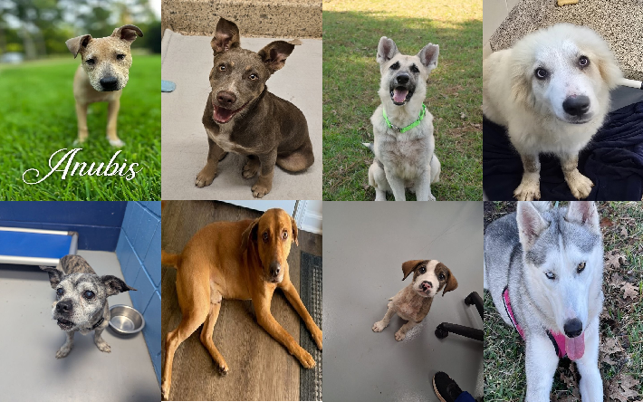 20250709pups