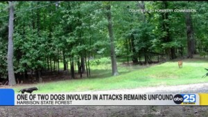 Rabies Test Negative On Dog Involved In Attacks At Harbison State Forest, 2nd Dog Remains Unfound