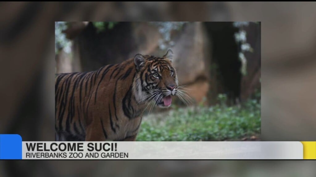 Riverbanks Zoo And Garden New Tiger