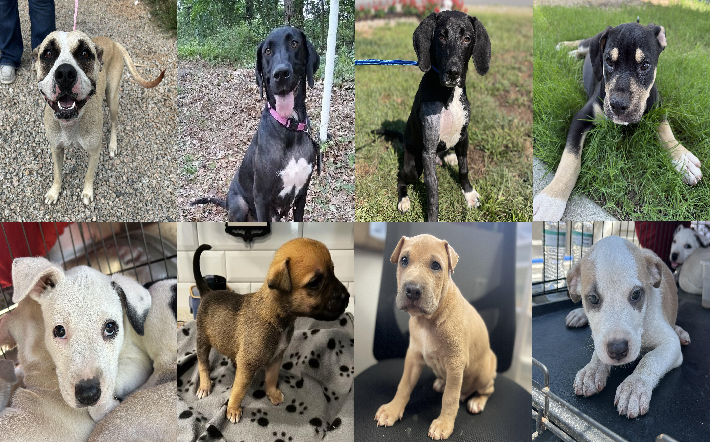 20250701pups