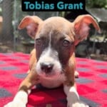 Tobias Grant