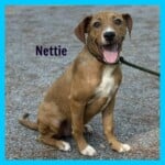 Nettie
