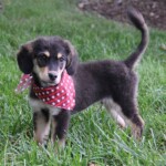 Waylon