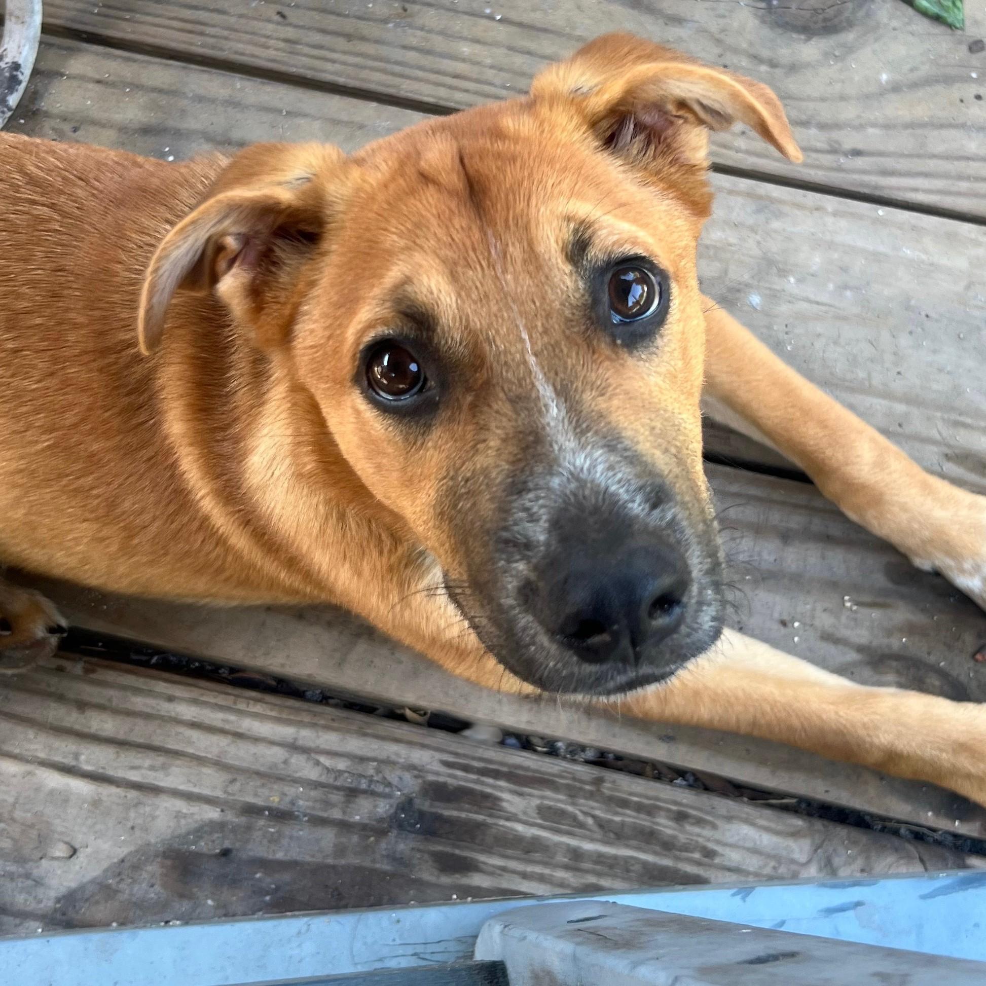 Collumibia Dogs HERSHEY - ABC Columbia