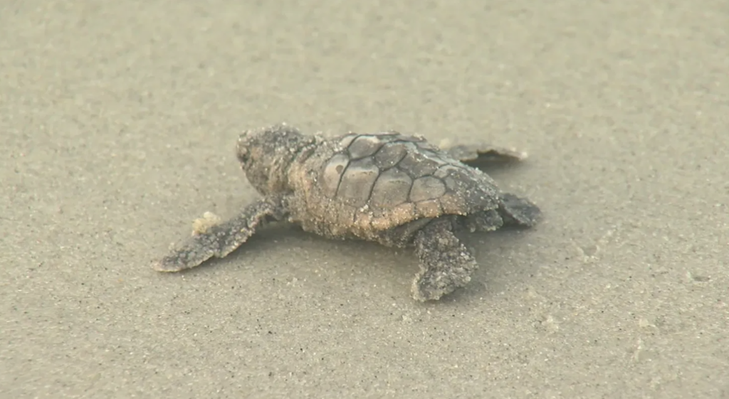 Loggerhead Sea Turtle