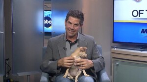 Pet Of The Week: Lemonade Pup #4