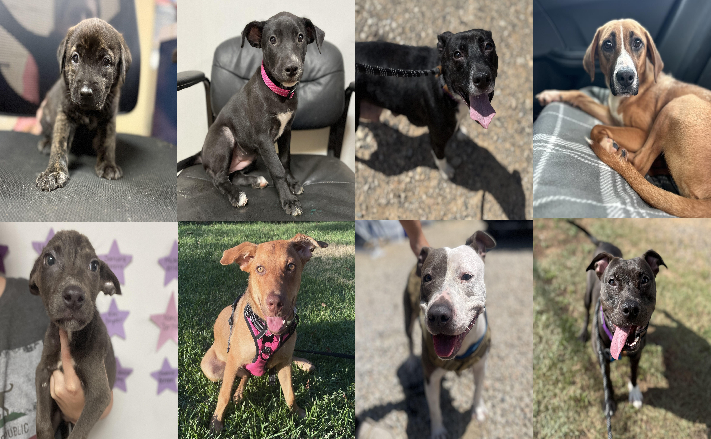 20250723pups