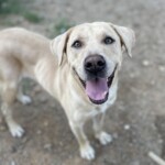 Roscoe