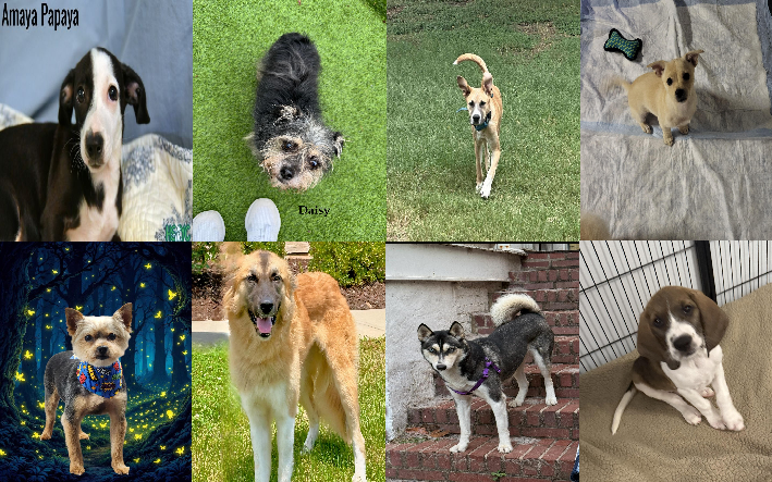20250825pups