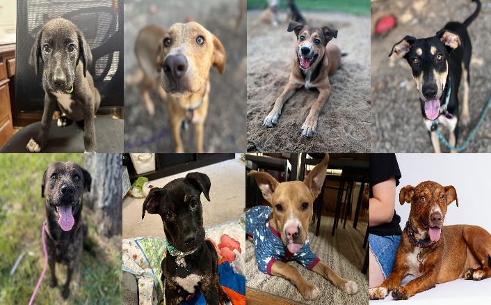 20250827pups