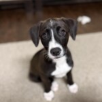 Cannoli