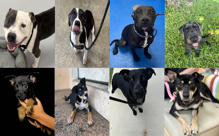 20250820pups