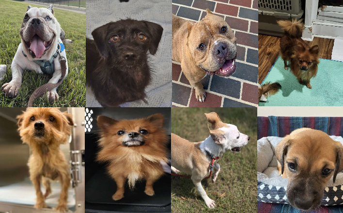 20250828pups