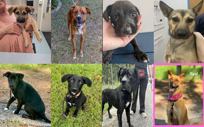 20250807pups
