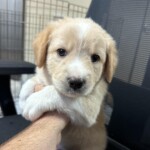 Samson