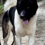 Zeke