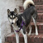 Lola