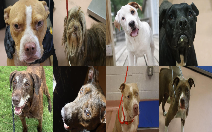 20250813pups