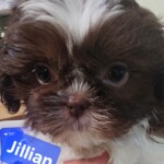 Jillian