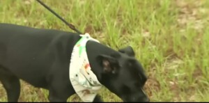 Pet Of The Week Midnight