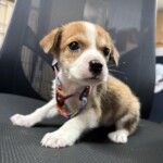 Josie