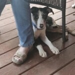 Dixie