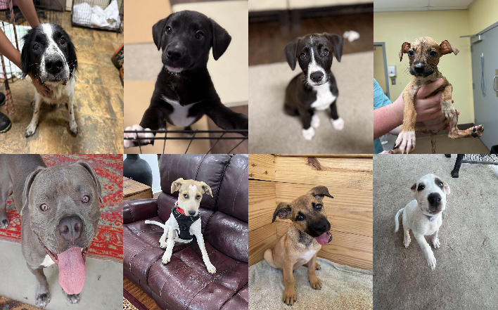 20250818pups