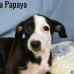 Amaya Papaya