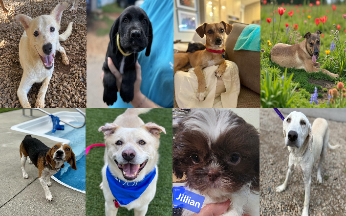 20250804pups