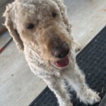 Winston