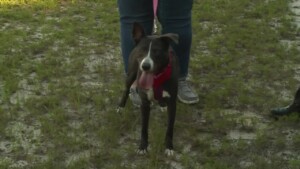 Pet Of The Week: Bunny