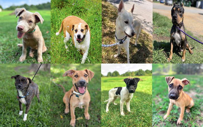 20250819pups