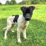 Jax