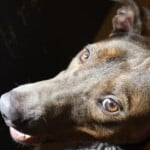 Cocoa